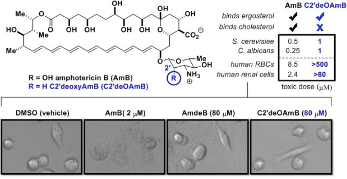 C2’deOAmB shows potent activity to yeast but non-toxic to human cells
