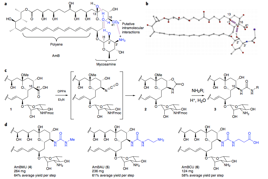 Design and synthesis of AmB ureas.