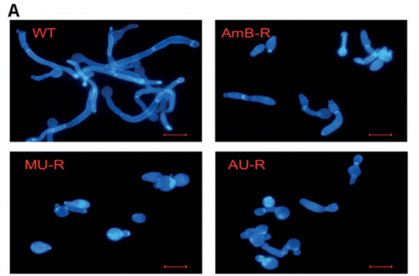 Filamentation response for wild-type, AmB-resistant (AmB-R), AmBMU-resistant (MU-R), and AmBAU-resistant (AU-R) C. albicans.