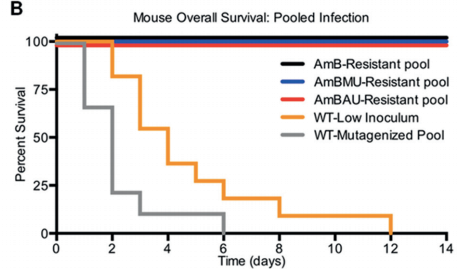 Mice survival following injection of AmB-resistant strains, AmBMU-resistant strains, AmBAU-resistant strains, parental wild-type (WT-low) strains, or mutagenized wild-type mutants (WT-mutagenized) strains.