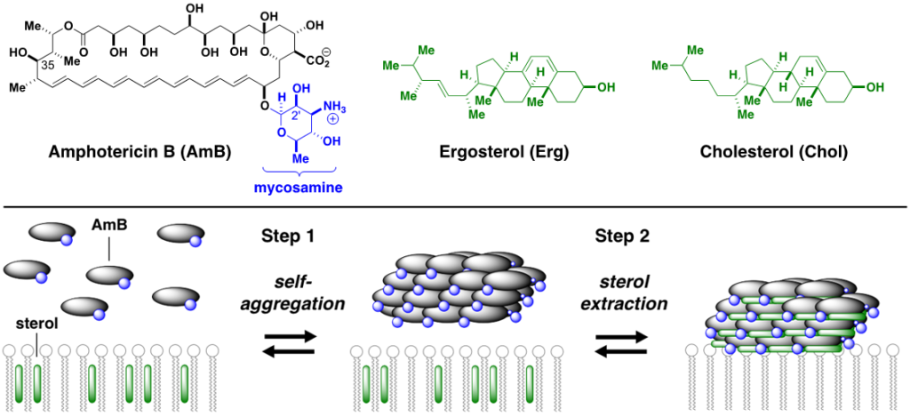 Top, Chemical structure of amphotericin B, the primary fungal sterol-ergosterol, and the primary human sterol-cholesterol. Bottom, Two-step ”sterol-sponge” model for the cytocidal action of AmB